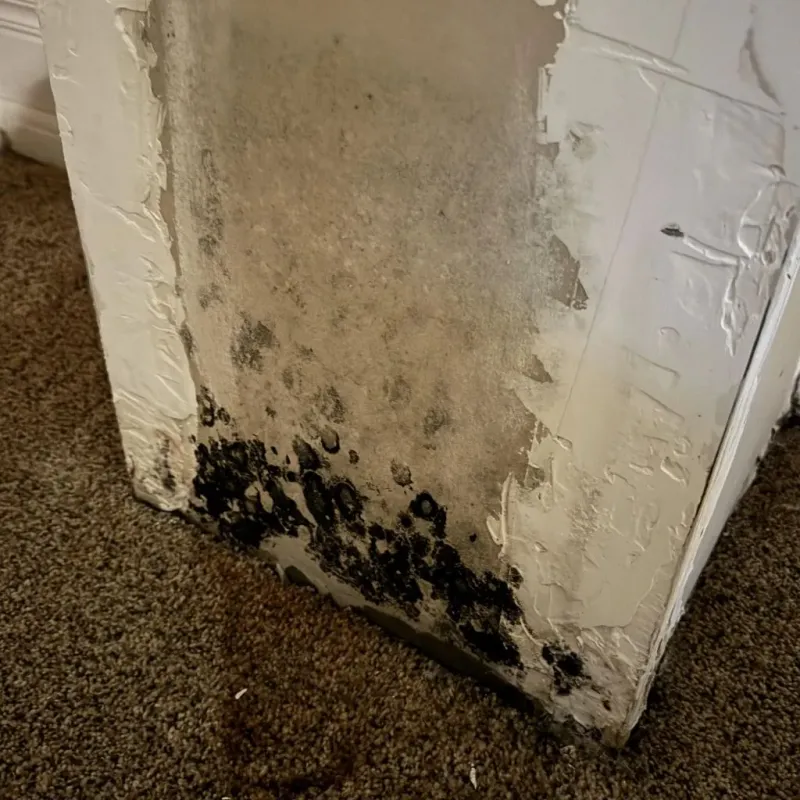 Professional Mold Removal in Shelby, AL